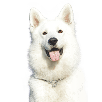 perro blanco mercado pet11