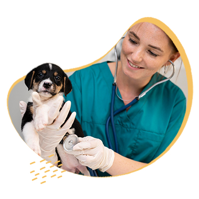 beneficos veterinaria dos