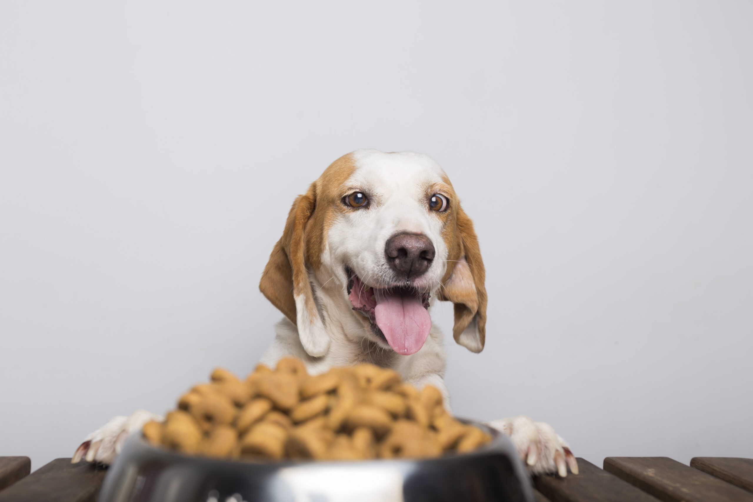alimentos saludables para perros